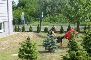 pokaz psich umiejętności. Policjanci z psem służbowym na trawie