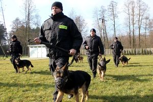 policjanci z psami