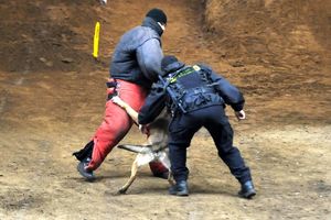policjant odciąga psa od agresora