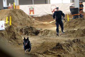 policjant biegnący za psem
